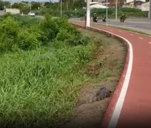 Jacaré é encontrado morto às margens de rodovia em Arapiraca