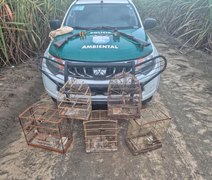 PM-AL resgata mais de 250 animais silvestres e apreende oito armas em ações
