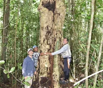 Espécie de árvore gigante é descoberta em AL e nomeada em homenagem a Hermeto Pascoal