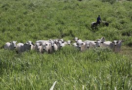 Leilão Varrela oferta genética Nelore neste sábado com 39 lotes