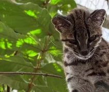 Pesquisador brasileiro descobre nova espécie de felino selvagem na Bolívia
