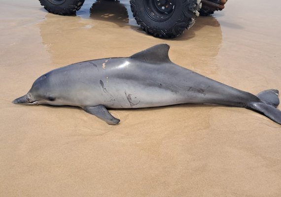 Boto-cinza é encontrado morto com marcas no corpo na Praia do Francês
