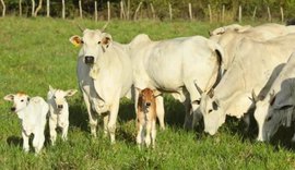 Precocidade e habilidade materna definem o time de fêmeas do Leilão Santa Nazaré e Varrela