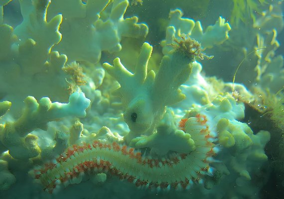 IMA e Setur monitoram branqueamento de corais na costa de Alagoas