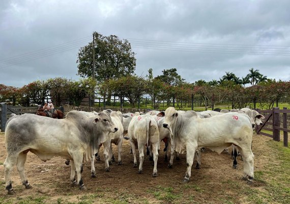 Tourama de cabeceira do Nelore Barros Correia mostra a evolução de 43 anos de genética