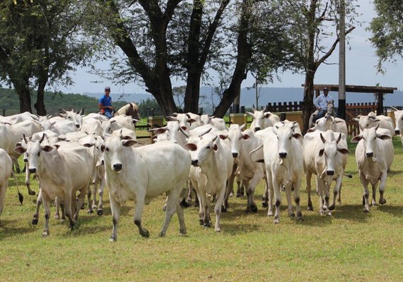 Maturidade sexual de novilhas é destaque do Leilão Nelore Positivo