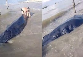 Filhote de baleia-jubarte é encontrado encalhado em praia de Maragogi