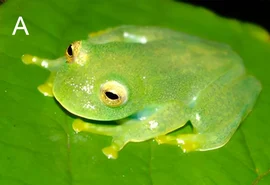 Nova espécie de perereca é descoberta no Cerrado de Goiás