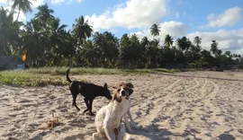 Maceió inicia campanha de vacinação contra raiva para cães e gatos neste sábado (11)