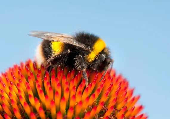 Estudo indica que abelhas tem a capacidade de contar números