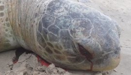 Tartaruga marinha é encontrada morta no Jaraguá