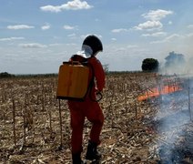 Corpo de Bombeiros registra aumento de 80% de incêndios em vegetação em Alagoas