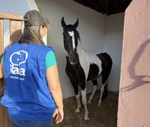 72ª Expoagro Alagoas abre vendas de mangalarga marchador no Shopping de Animais