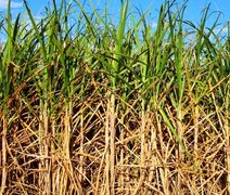 Produção de açúcar do Brasil crescerá pouco em 2022/23, estima Itaú BBA