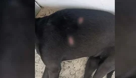 Cadela mascote da Uneal é ferida a golpes de faca em União dos Palmares