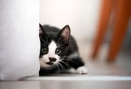 Saiba os cuidados essenciais para criar um gato filhote saudável