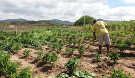 Secretaria de Agricultura informa sobre prorrogação do prazo para inscrição no Garantia-Safra 2024/2025