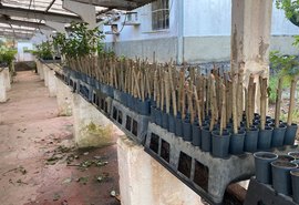 Uniprópolis vai distribuir 600 mudas de planta para expansão de própolis vermelha em AL