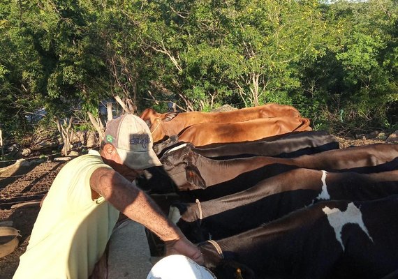 Leite: Consultorias crescem 25% em Alagoas