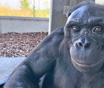 Estudo de cientista brasileira mostra que bonobo raciocinava sobre objetos imaginários