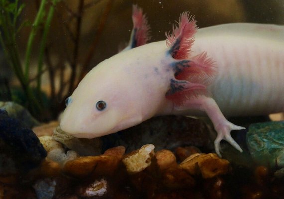Fósseis de espécie de axolote de 4 milhões de anos são descobertos no México