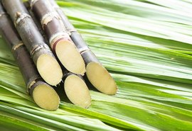 Produção de açúcar chega a 800 mil toneladas