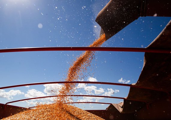 Estimativa do IBGE indica crescimento de 53,8% da Safra de grãos de Alagoas