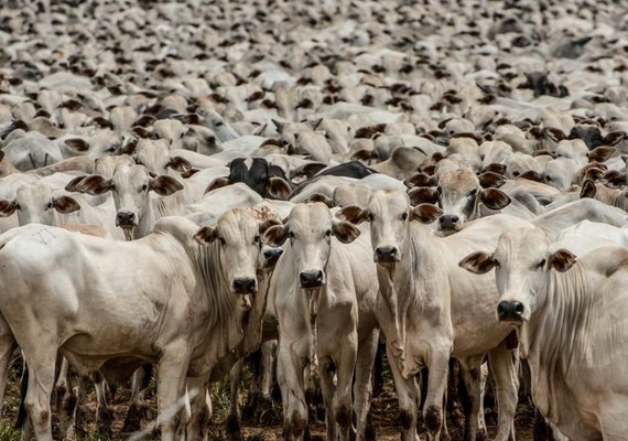 Alagoas tem o 20º rebanho do país