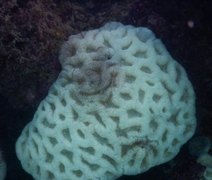 Nova epidemia de branqueamento ameaça sobrevivência de recifes de corais