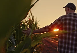 Cooperativas aumentam participação no financiamento de crédito rural