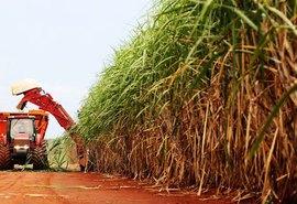 Nordeste tem previsão de crescimento na produção de cana