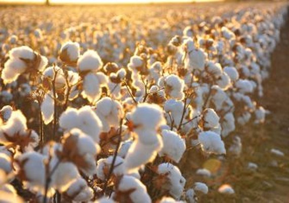 Após 35 anos é retomado o cultivo de algodão em Alagoas