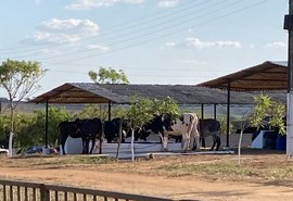 Parque recebe os primeiros animais que vão participar da 38ª Expo Bacia Leiteira