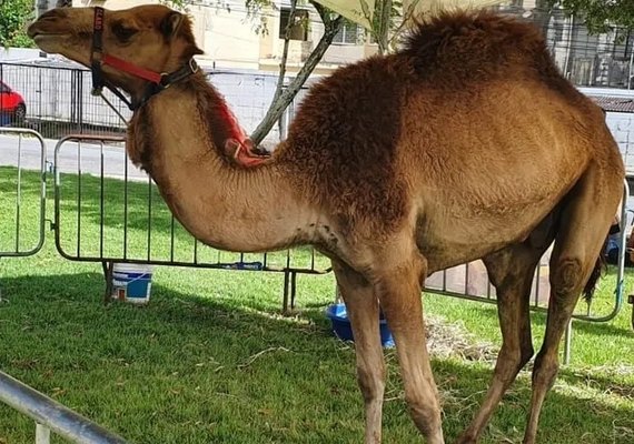 Candidato a deputado deferal expõe dromedário em praça de Maceió; veja