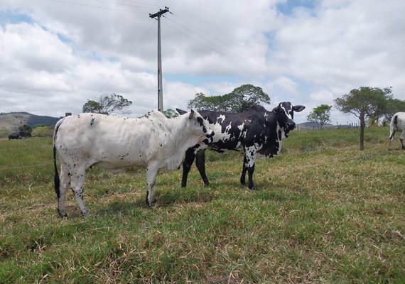 Expoagro-AL estreia julgamento da raça Nelore Pintado