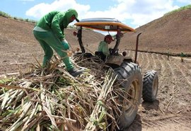Chuva em Alagoas leva fornecedor de cana a antecipar o plantio de inverno