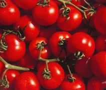 Estudo aponta que substância do tomate protege o cérebro contra Parkinson