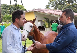 Dieta de campeão: Veterinário explica estratégias de nutrição para cavalos quarto de milha