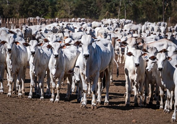 ﻿Leilão Capão de Angico reúne genética diferenciada e eficiência produtiva neste domingo