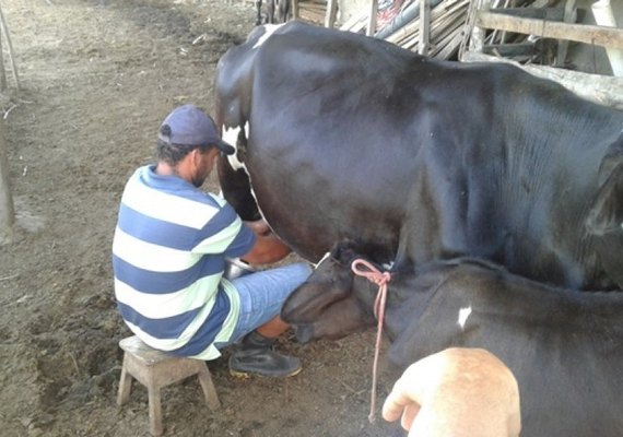 Shopping “A Força do Leite” vai democratizar genética durante a Expo Bacia