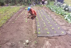 Projeto de inovação tecnológica melhora qualidade no cultivo de hortaliças