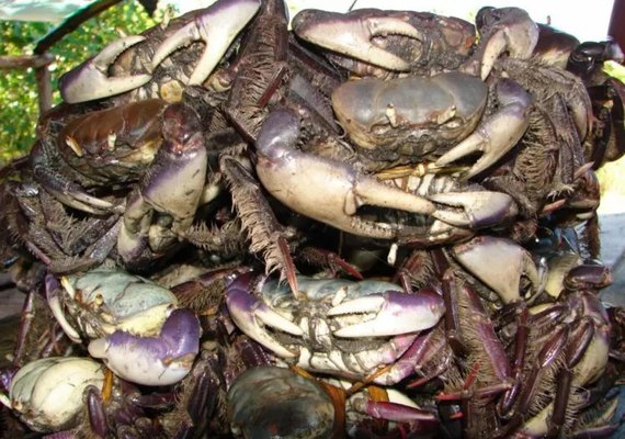 IMA alerta sobre o último intervalo do período de defeso do caranguejo-uçá