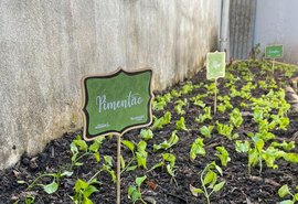 Desenvolvimento Sustentável instala horta em creche municipal na Pitanguinha