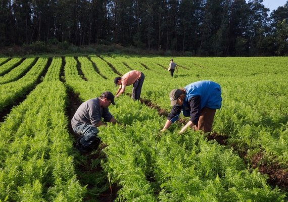 Governo Federal lança linha de microcrédito de R$ 300 milhões para agricultura familiar