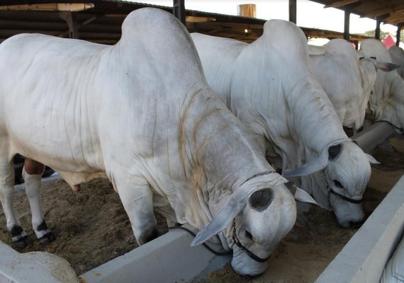 Proximidade da 69ª Expoagro/AL estimula setor