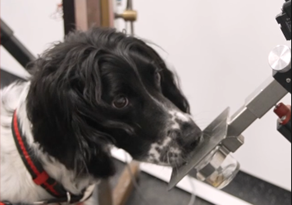 Cientistas treinam cães para identificar câncer pelo faro