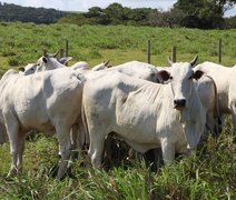 Nelore Positivo coloca mais de 400 animais em pista e reafirma o padrão Agro CPMF