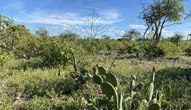 Parceria entre Embrapa e municípios realiza restauração e preservação da Caatinga em Alagoas