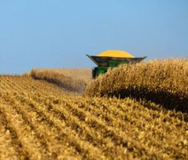 Produção agrícola pode diminuir se onda de calor continuar em AL, aponta engenheiro agrônomo