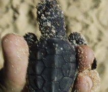 Filhotes de tartaruga nascem em praia de Maceió e se perdem devido à luz artificial